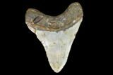 Fossil Megalodon Tooth - North Carolina #101309-2